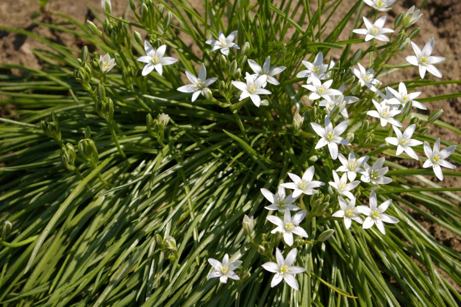 Птицемлечник Пиренейский