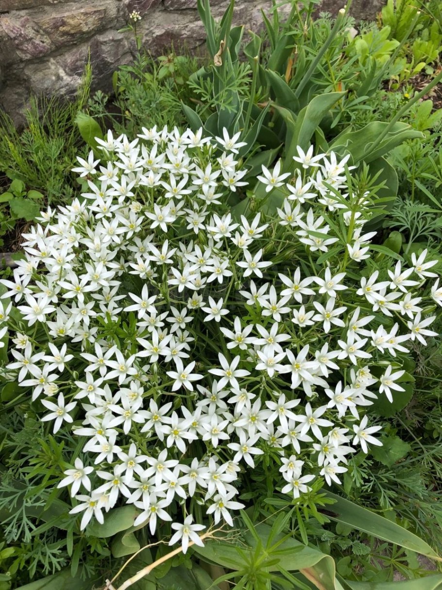 Птицемлечник зонтичный цветок