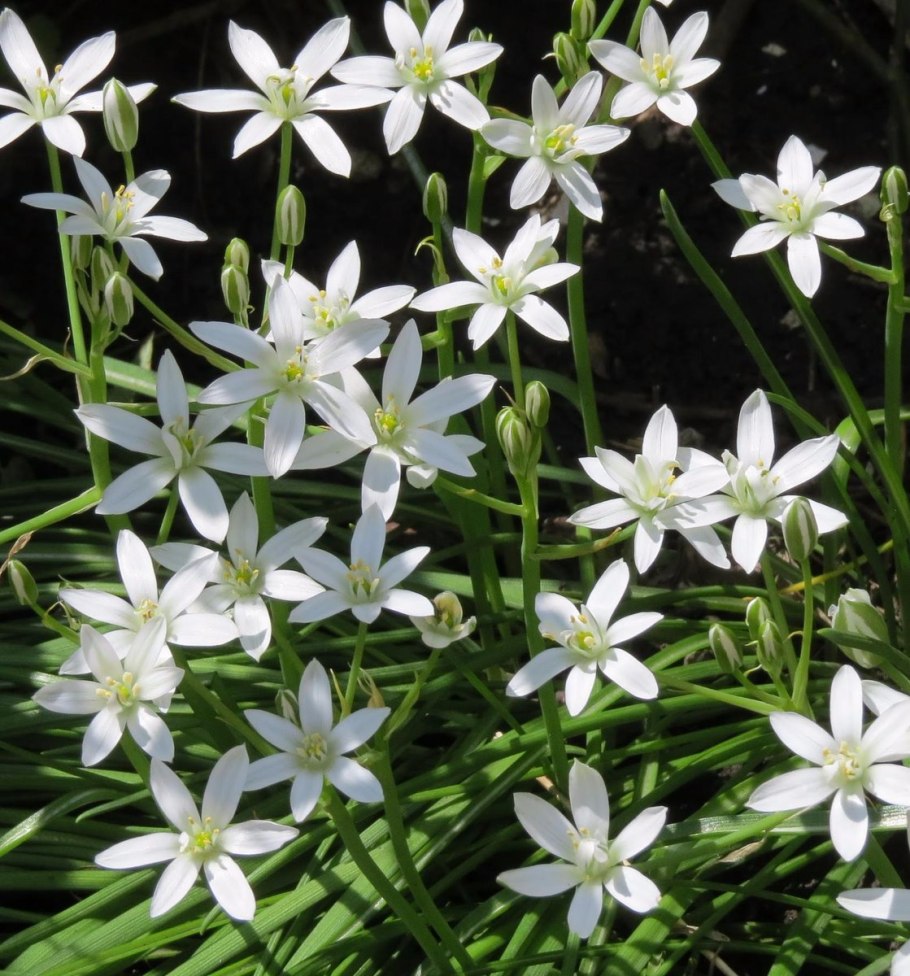 Птицемлечник Пиренейский