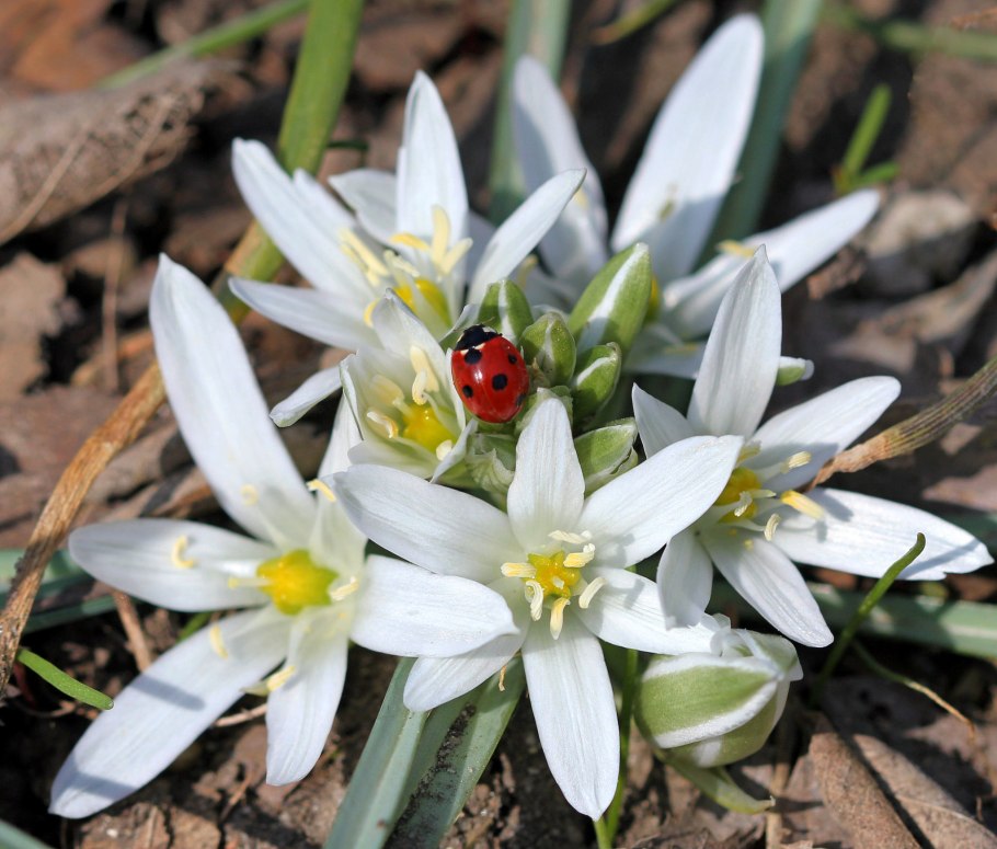 Птицемлечник зонтичный