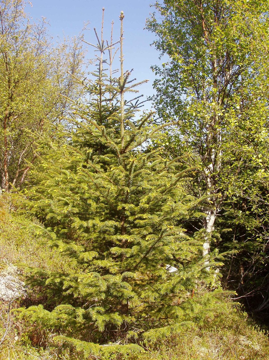 Ситхинская ель древесина