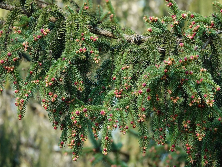 Picea glauca Cinderella