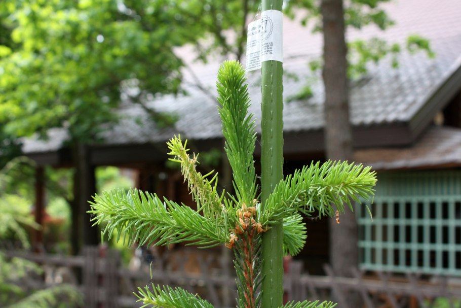 Пихта корейская формированная