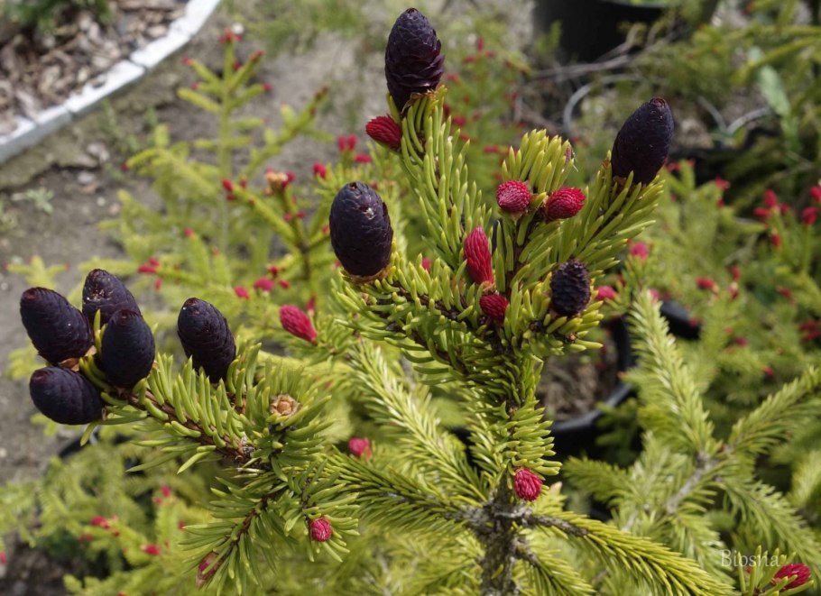 Ель обыкновенная rydal