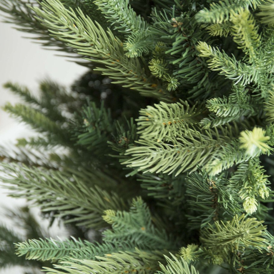 Ель клеопатра 240