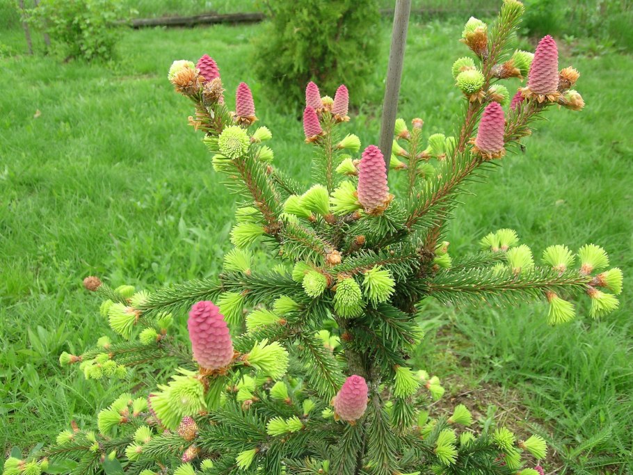 Ель черная Нана описание и фото