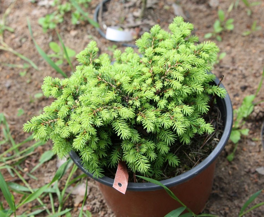 Ель корейская (Picea koraiensis)