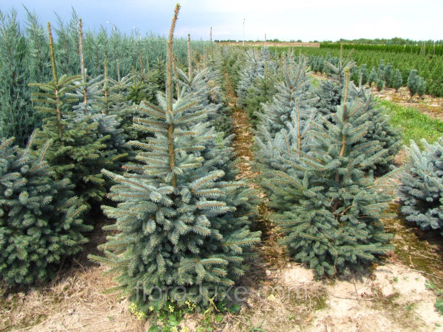 Цветение пихты Нобилис