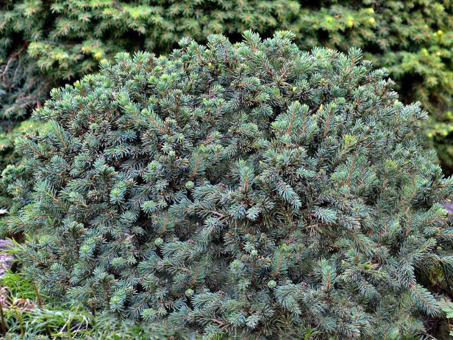 Ель канадская Эхиниформис