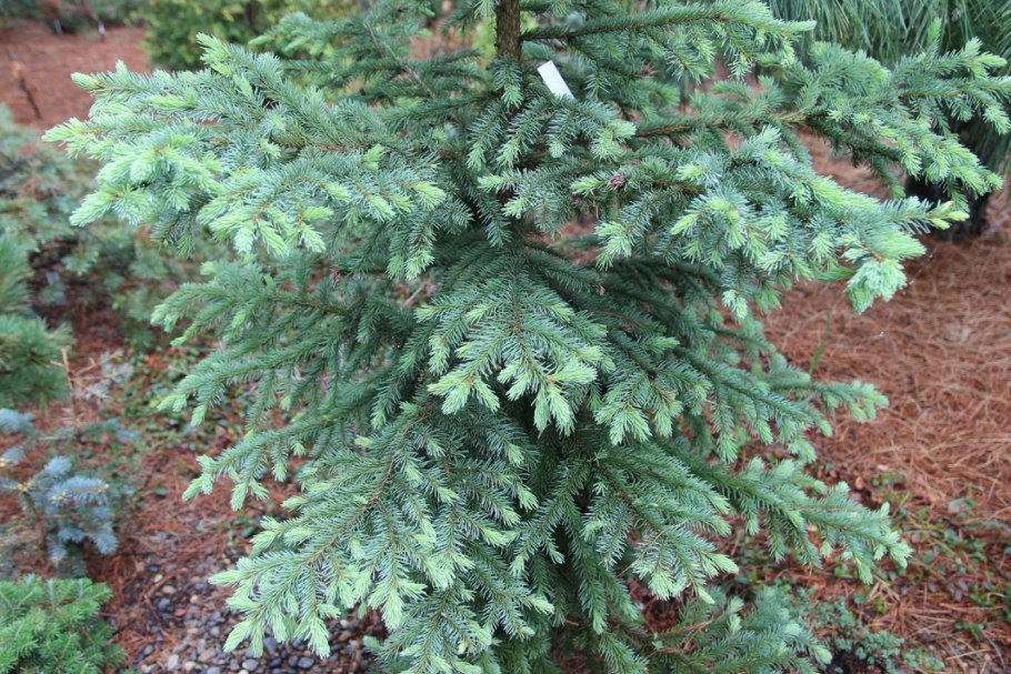 Picea mariana nana