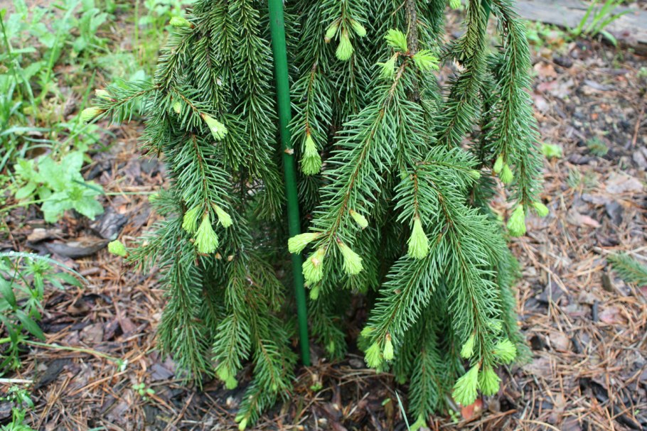 Ель обыкновенная инверса