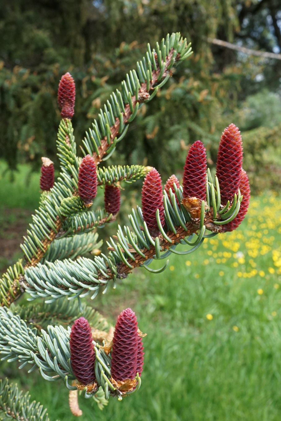 Picea koyamae