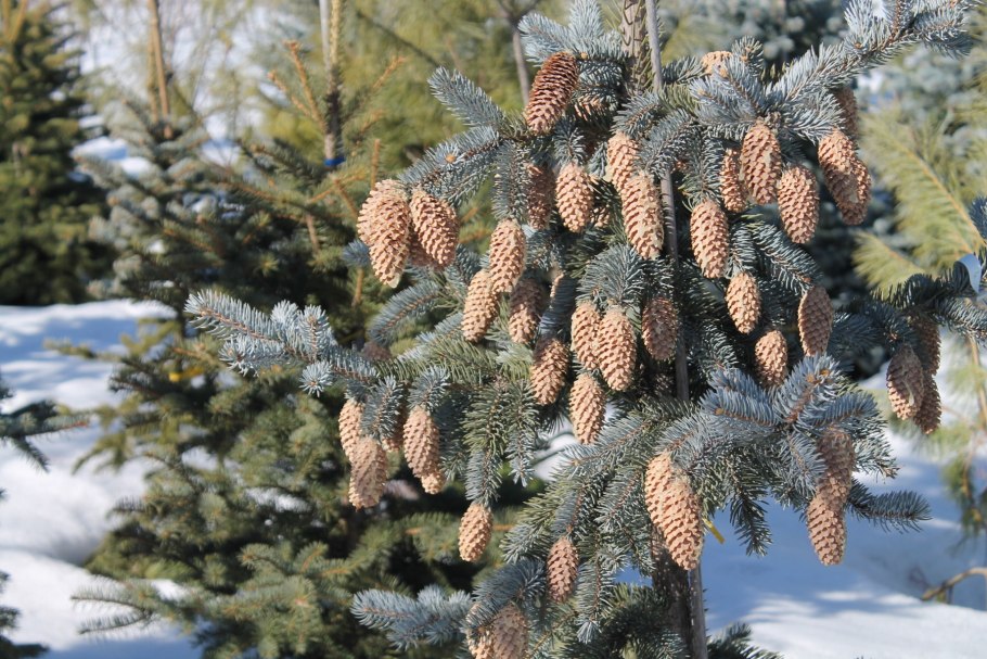 Ель колючая koster