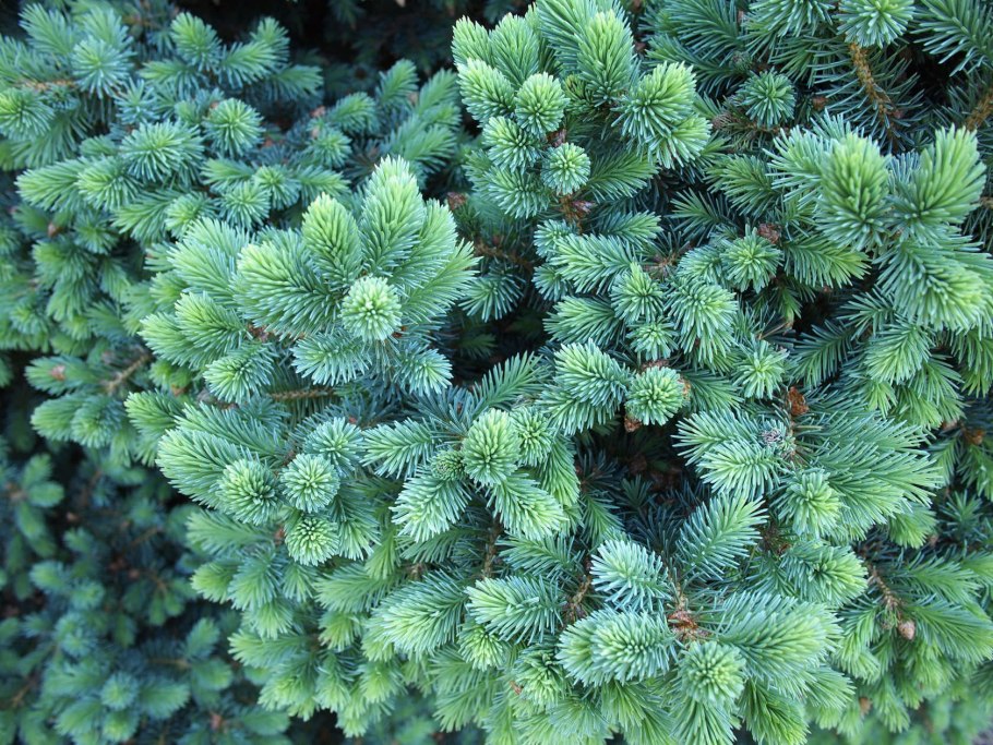 Picea pungens sonia ель