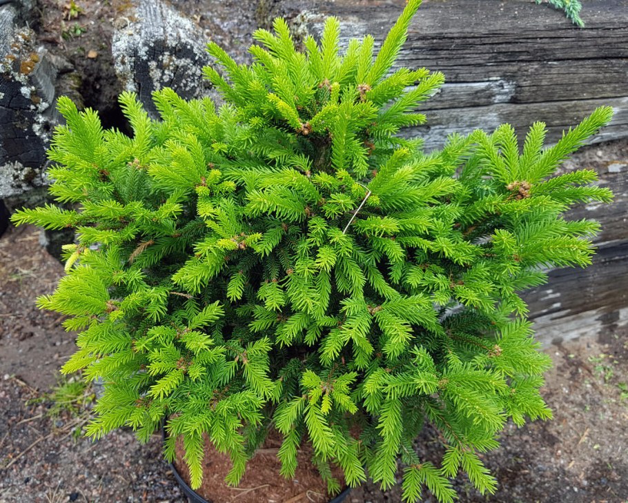 Маленькая ель обыкновенная фото и описание