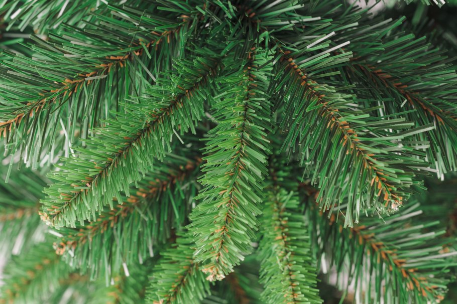 Ель колючая костер Koster