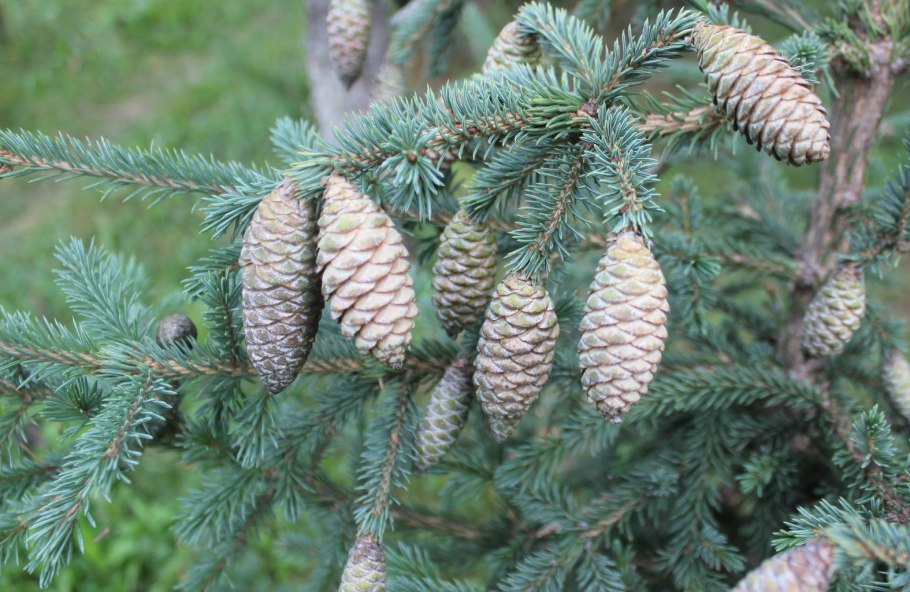 Ель сибирская picea obovata