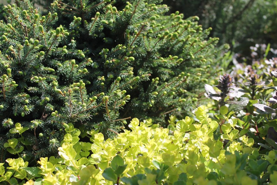 Ель канадская эхиниформис