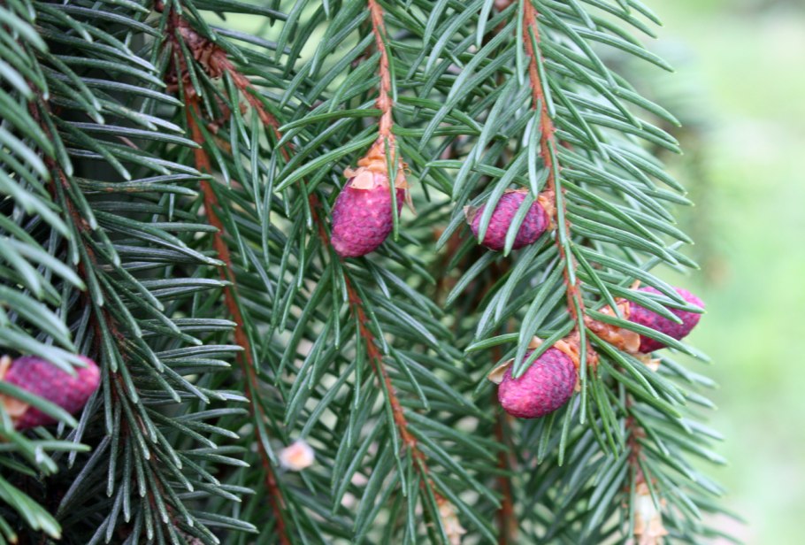Picea asperata chevreloup