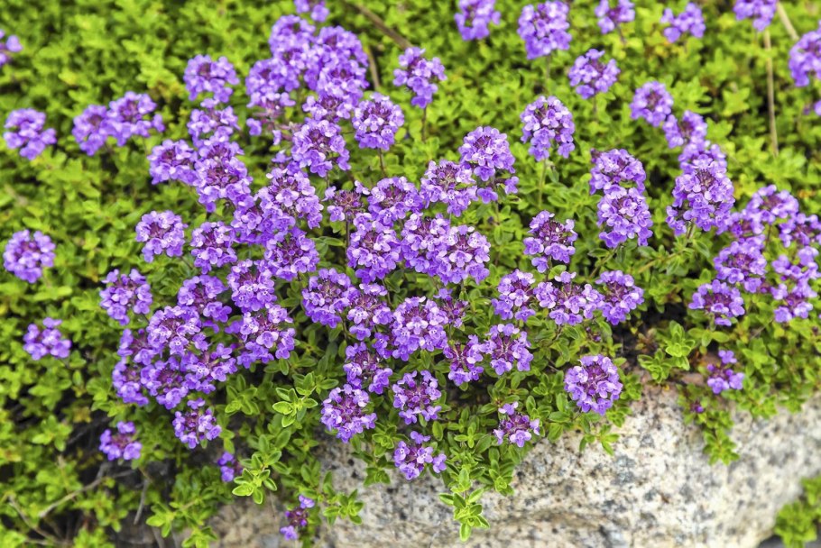 Тимьян чабрец