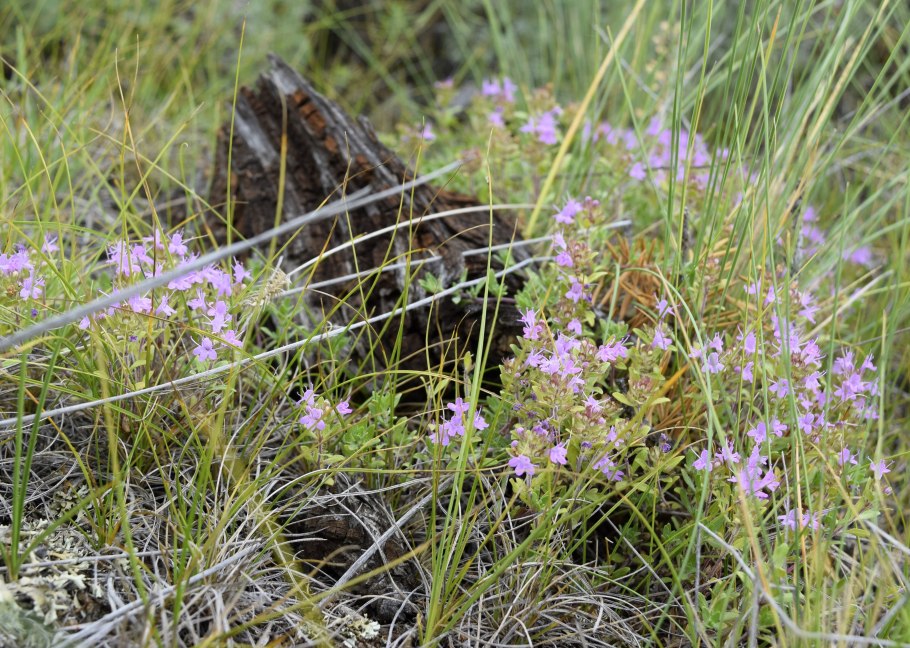 Чабрец в Башкирии