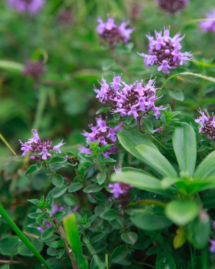 Чабрец луговой