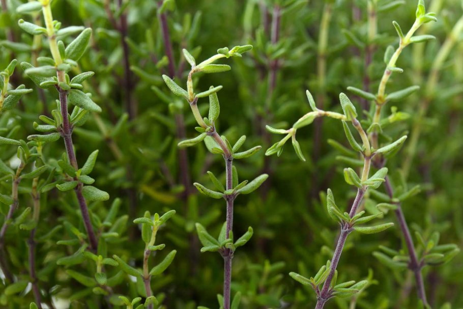 Чабер огородный