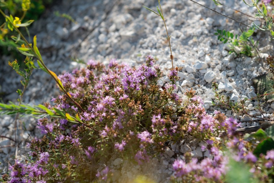 Чабрец мугоджарский
