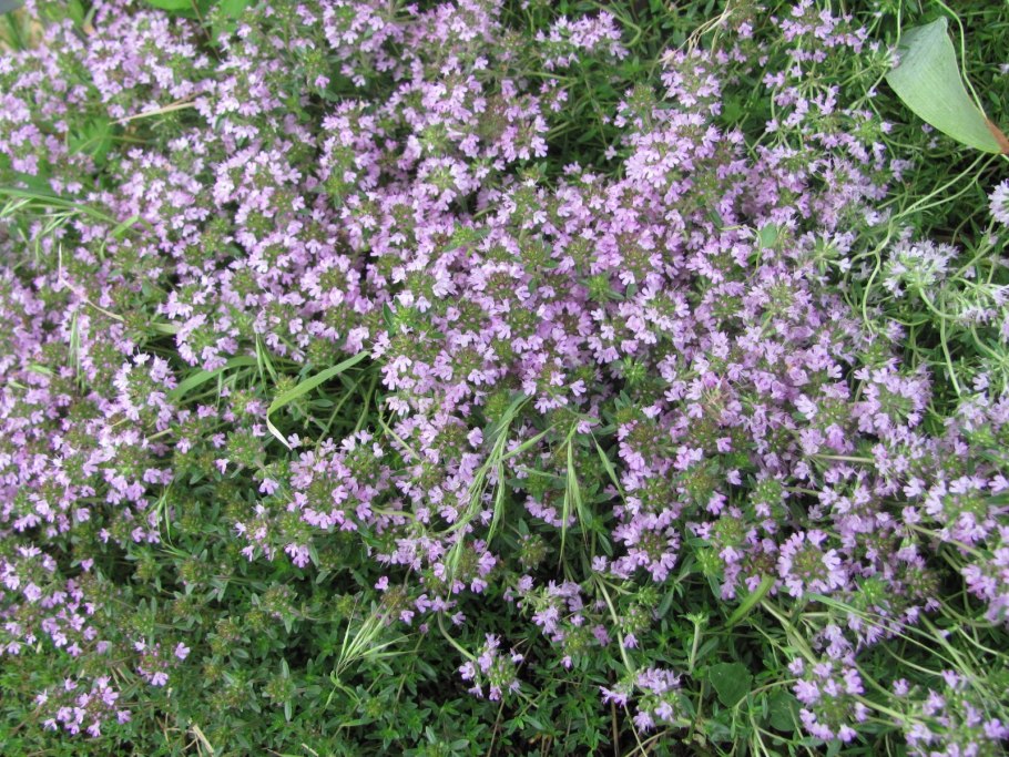 Тимьян ползучий богородская трава