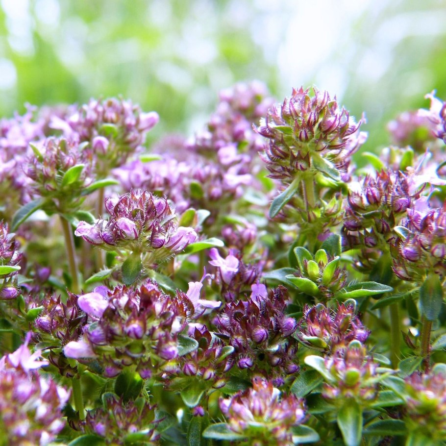 Чабрец тимьян