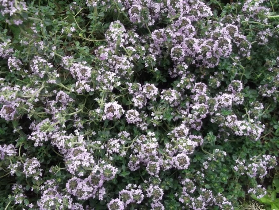 Тимьян обыкновенный