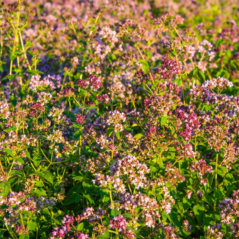 Душица обыкновенная орегано