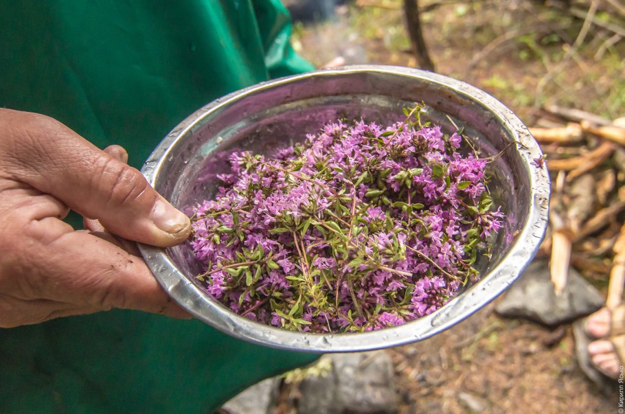 Тимьян Дубровник