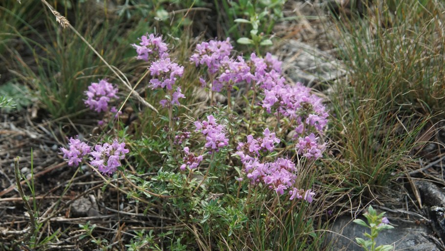 Чабрец Талиева