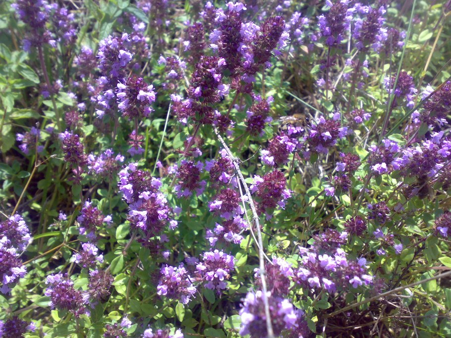 Чебрец или чабрец