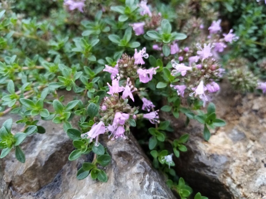 Тимьян карликовый