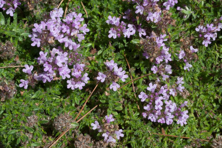 Тимьян ложнопушистый  thymus