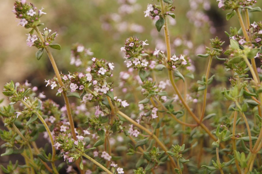 Тимьян thymus vulgaris
