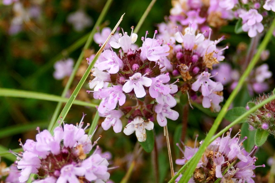 Thymus pulegioides