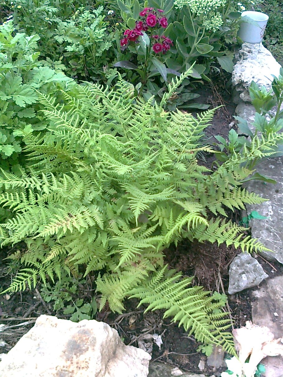 Щитовник садовый папоротник