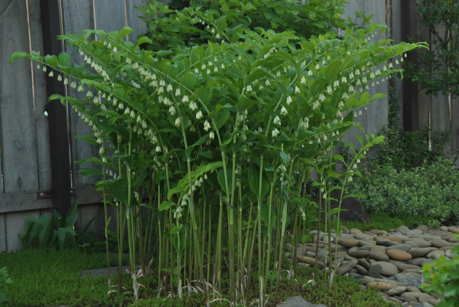 Папоротник Woodwardia fimbriata