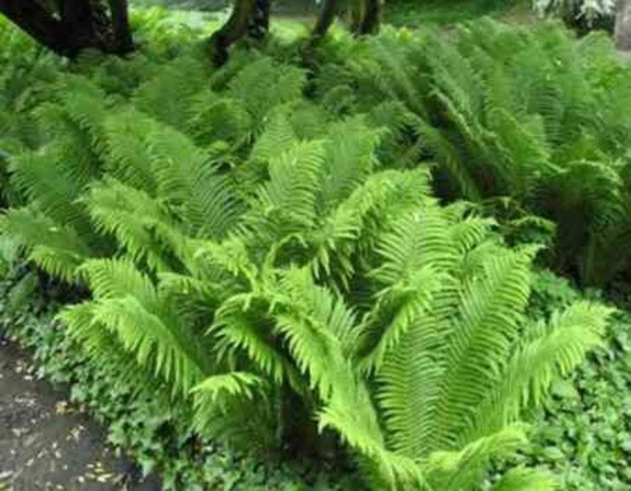 Астильба купена Хоста