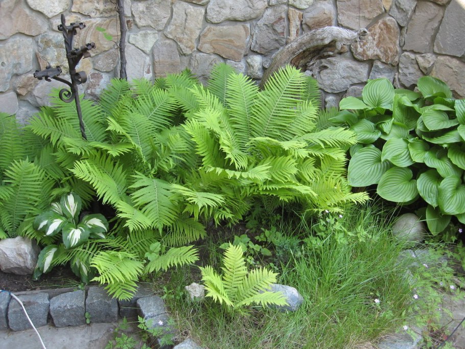 Папоротник страусник обыкновенный