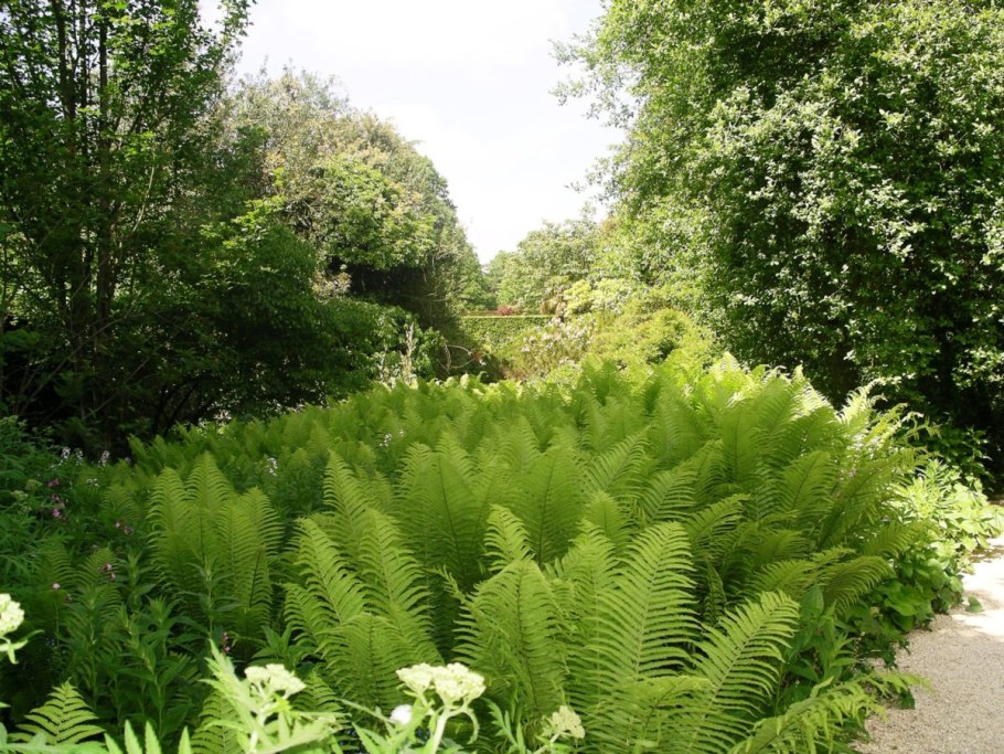 Лесной папоротник страусник