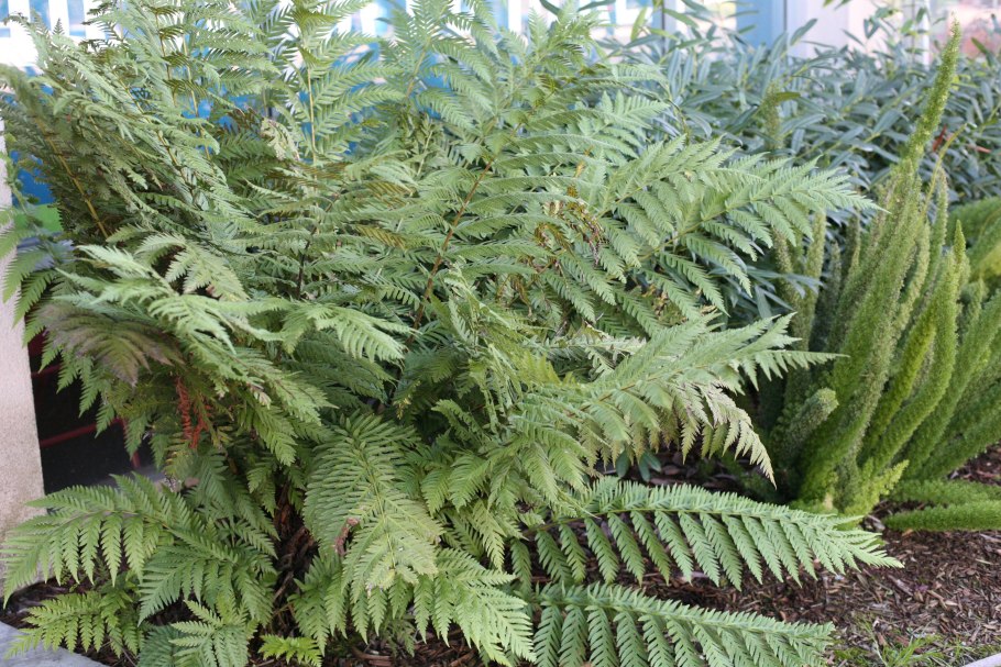 Страусник обыкновенный