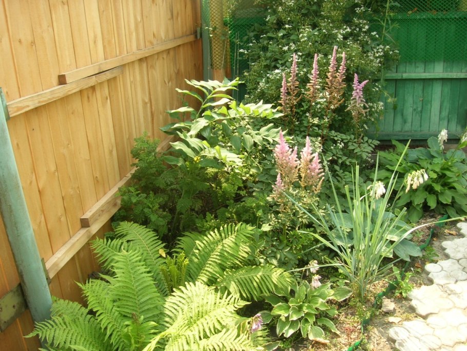 Астильба и страусник