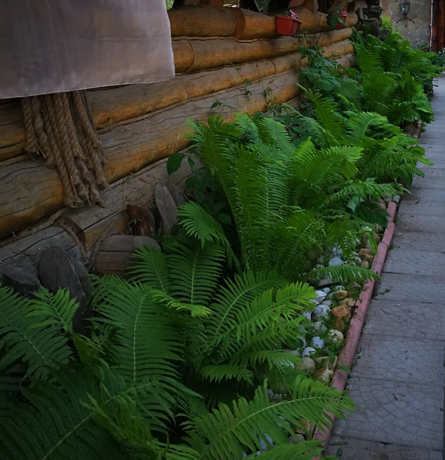 Бадан с хостой и папоротником