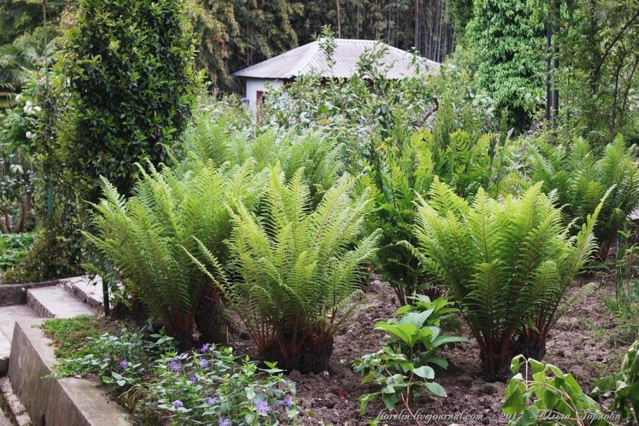 Папоротник садовый страусник