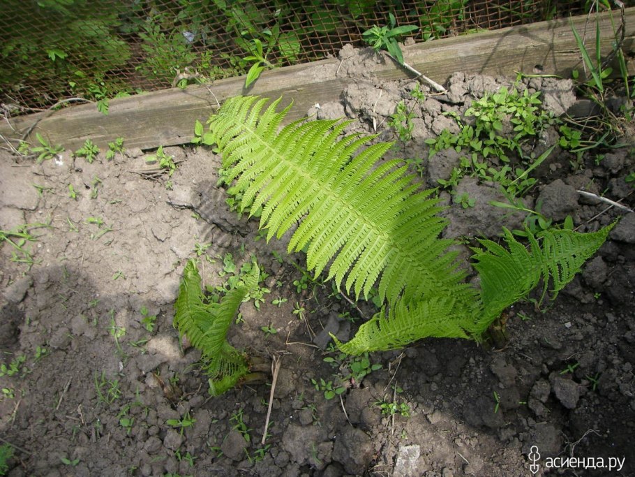 Папоротник садовый
