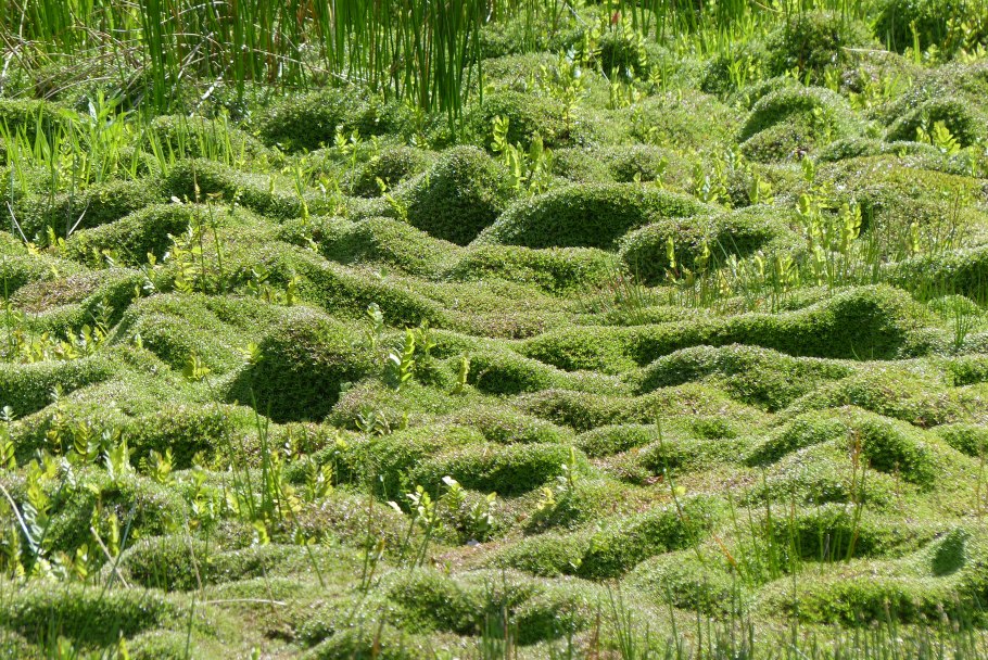 Крассула окаймленная Crassula